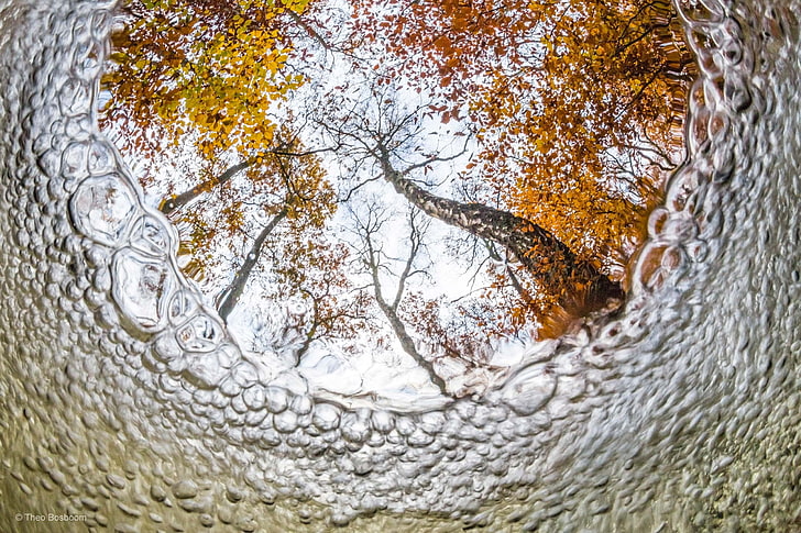 brown trees, nature, branch, underwater, bubbles, leaves, fall, HD wallpaper