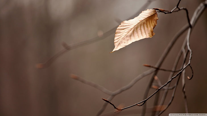 brown leaf closeup photography, nature, fall, leaves, branch, HD wallpaper