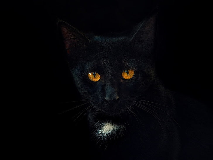 black cats, portrait, simple background, black background, animals