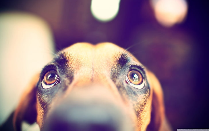 short-coated brown dog, eyes, animals, one animal, looking at camera, HD wallpaper