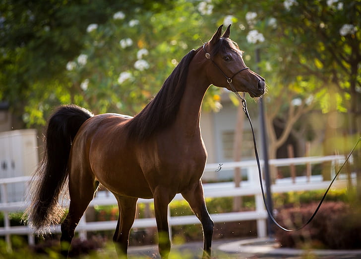 Arab horse 1080P, 2K, 4K, 5K HD wallpapers free download | Wallpaper Flare