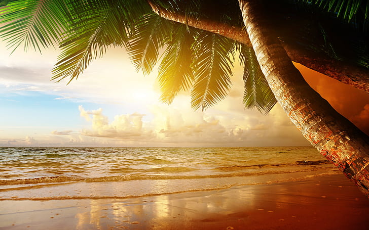 Summer tropical scenery, sunset, sea, ocean, palm trees, sunset, green and brown tropical tree illustration, HD wallpaper