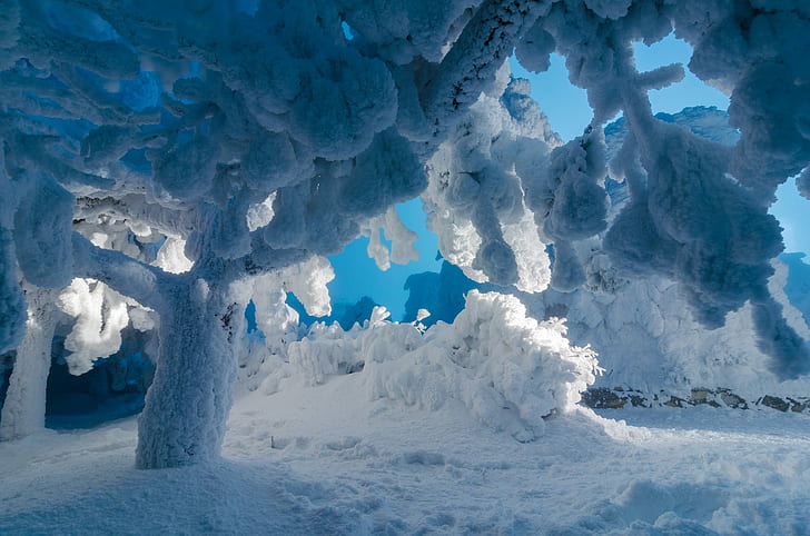 nature, snow, ice, trees, sky, winter, frost, cyan, lights, HD wallpaper