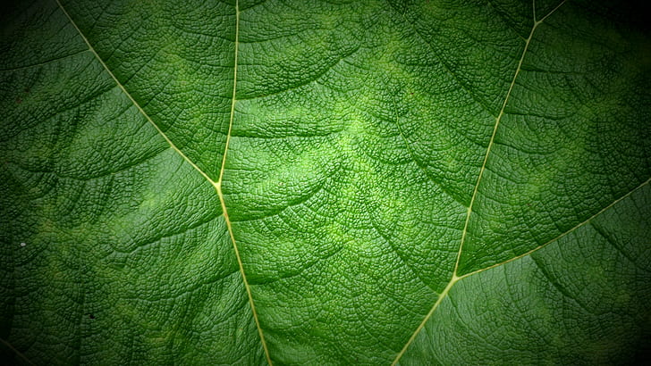 green leaf, versus, II, Souleyman, nature, plant, backgrounds, HD wallpaper