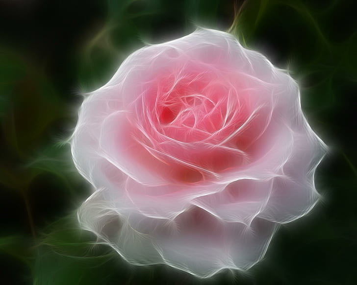 1082x1922px Free Download Hd Wallpaper Beautiful Rose Nature Flower Pink 3d And Abstract Wallpaper Flare