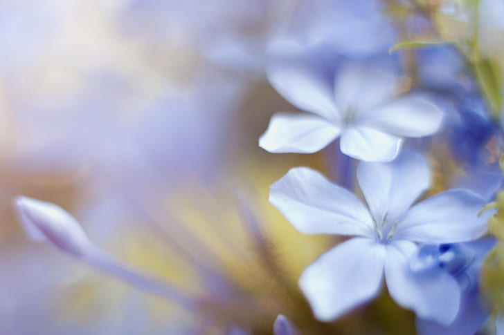 blue petaled flowers, Canon  450D, Flores, nature, plant, close-up