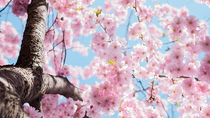 Cherry flowers blossom, tree, twigs, spring, HD wallpaper