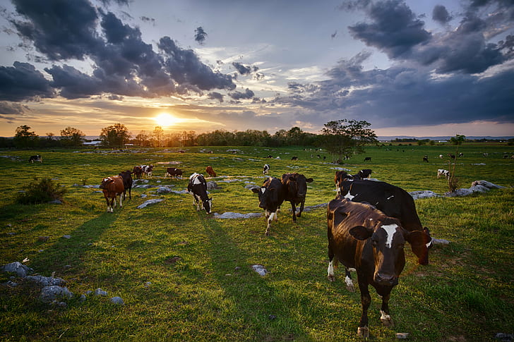 herd of black-and-white Cattle on open grass field, Curiosity