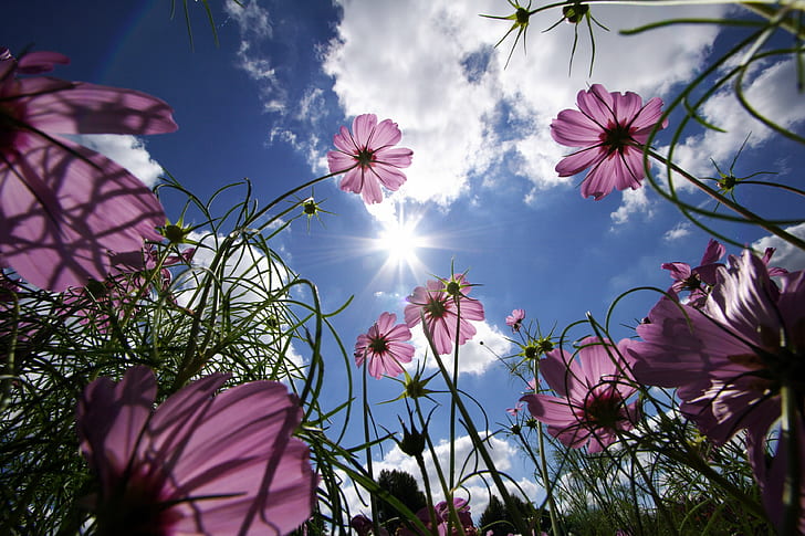 pink cosmos flowers low-angle photography under blue cloudy sky, HD wallpaper