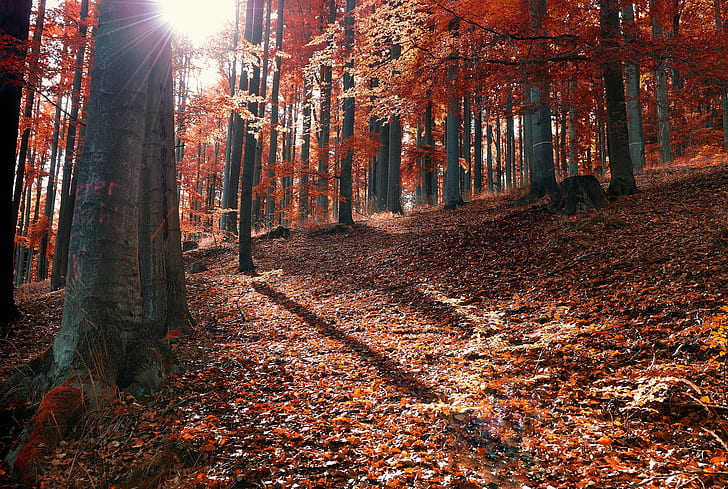 Sun Rays in forest, Autumn, leaves, fallen, HD wallpaper