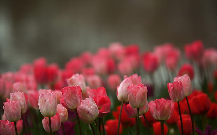 Pink flowers, tulips, blur background, HD wallpaper