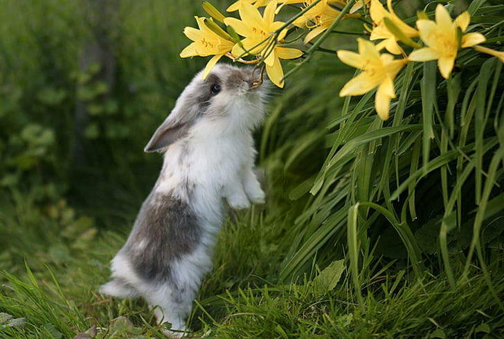 I Can Almost Reach It, nice, rabbit, bunny, cute, animals