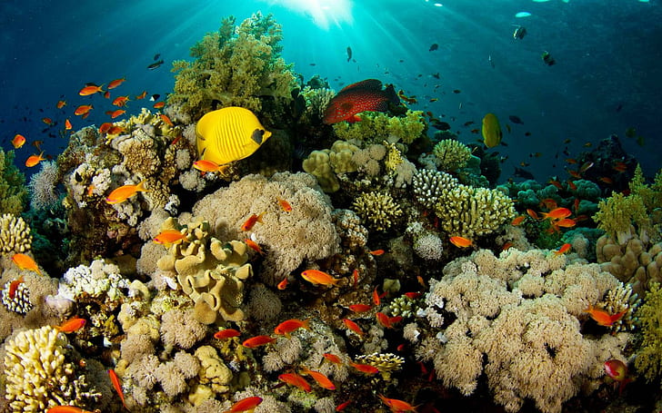Under The Sea, coral, underwater, animals, fish, reef, HD wallpaper