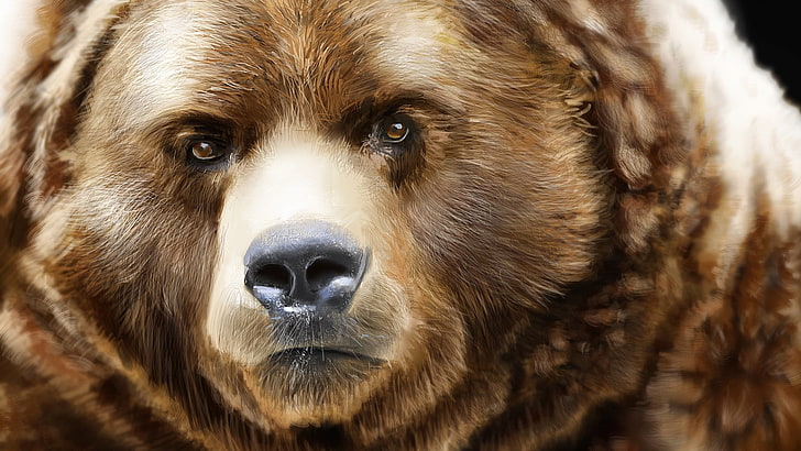grizzly bear, bearish, snout, fur, wildlife, terrestrial animal