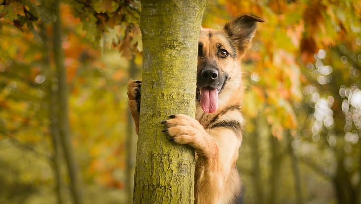 dog, German Shepherd, animals, trees, depth of field, bokeh, HD wallpaper