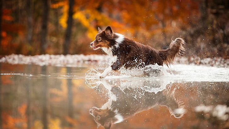 small short-coated white and brown dog, animals, water, running