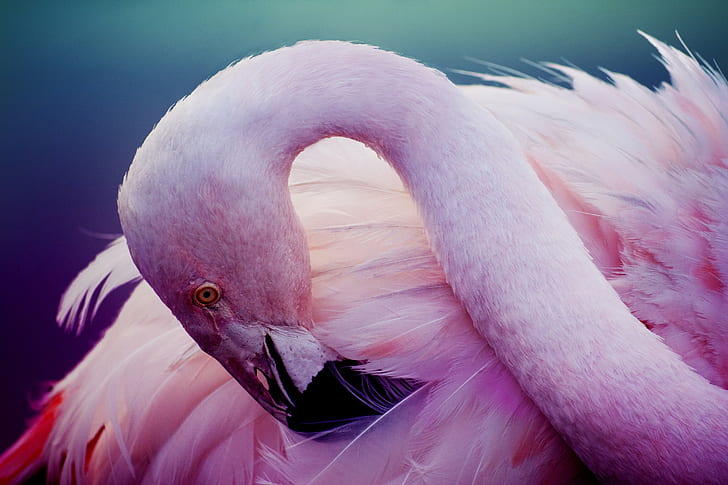 Pink flamingos, bird, feathers, neck, HD wallpaper