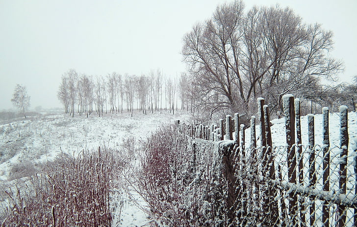 Russia, winter, snow, trees, fence, cold temperature, plant