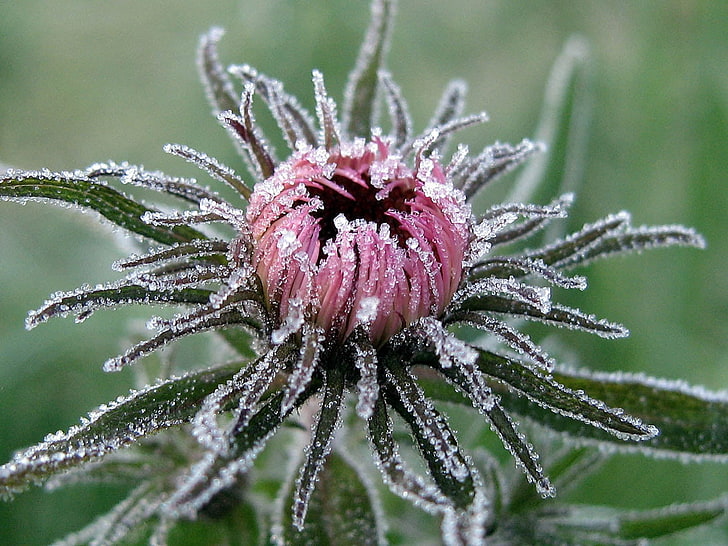red mums flower bud, leaves, hoarfrost, cold, captivity, nature