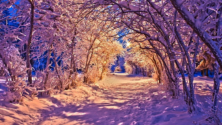nature, winter, landscape, tree, plant, snow, beauty in nature