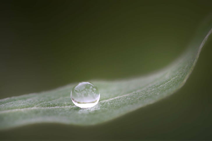 micro photography of water drop, leaf, water  drop, macro, Canon 40D, HD wallpaper