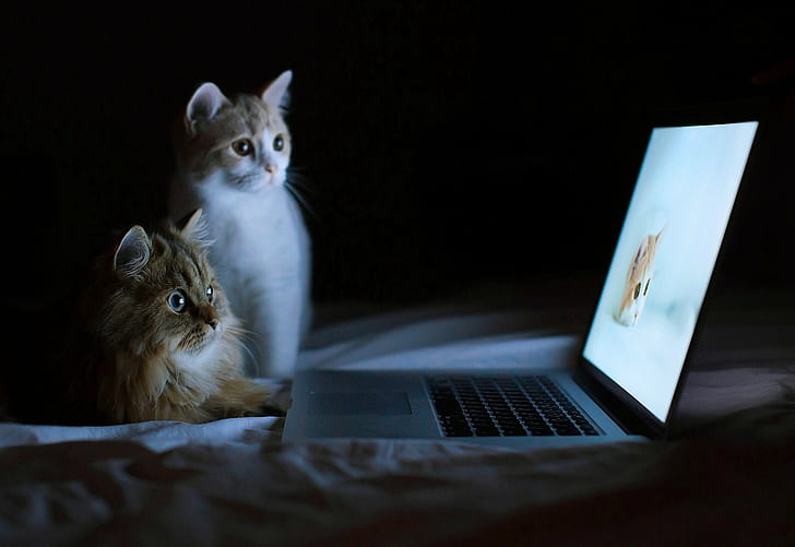 cat laptop, wireless technology, animal, animal themes, mammal, HD wallpaper