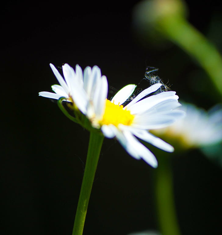 daisy flower in selective focus photography, nature, plant, summer, HD wallpaper