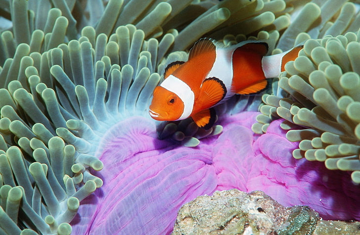 False Clown Anemonefish In Sea Anemone..., clown fish, Animals, HD wallpaper