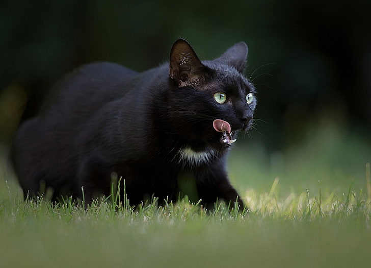 short-furred black cat, animal, animal themes, mammal, one animal