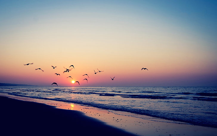 body of water, beach, summer, birds, sea, Sun, sky, horizon, nature