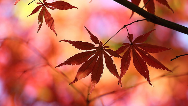brown maple leaves, nature, fall, blurred, leaf, tree, autumn, HD wallpaper