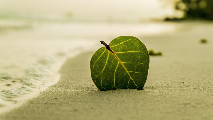 leaf, beach, sand, coast, shore, green leaf, sandy beach, still life photography, HD wallpaper