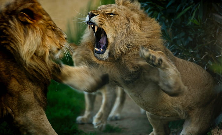 Cats, Lion, Big Cat, Fight, predator (Animal), HD wallpaper