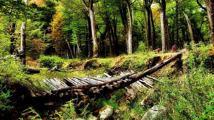 gray wooden bridge, forest, nature, trees, landscape, plant, tranquility