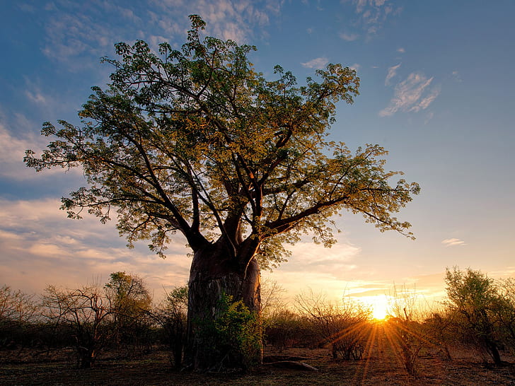 Africa, Zimbabwe, savanna nature landscape, baobab, shrubs, sunset, rays