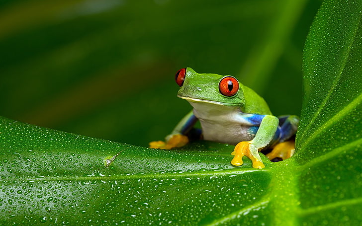 HD wallpaper: Frogs, Red Eyed Tree Frog | Wallpaper Flare