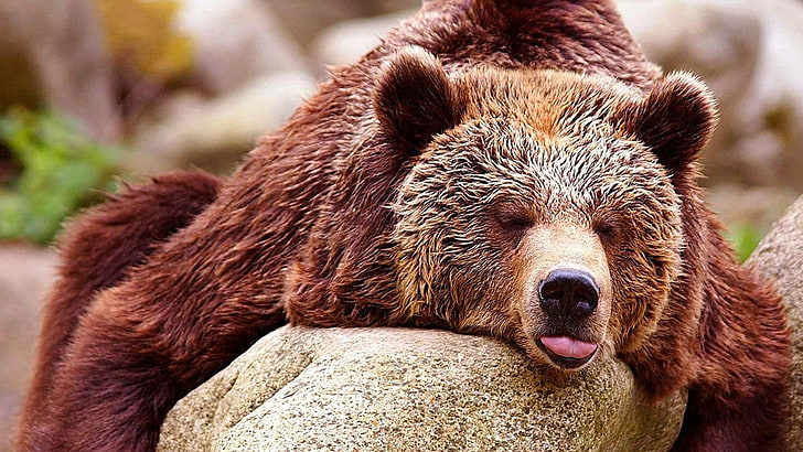 brown bear, cute, terrestrial animal, fauna, fur, sleep, wildlife, HD wallpaper