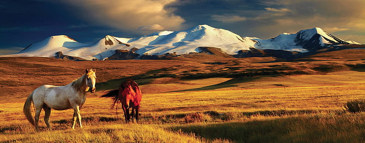 Mongolia, ötüken, horse, mountains, mammal, animal, cloud - sky, HD wallpaper