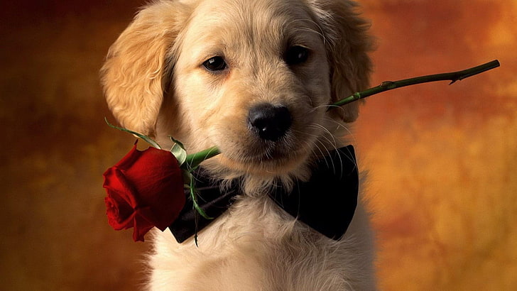dog, rose, cute, romantice
