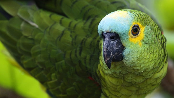 Green Parrot, color, feathers, beak, Bird, HD wallpaper