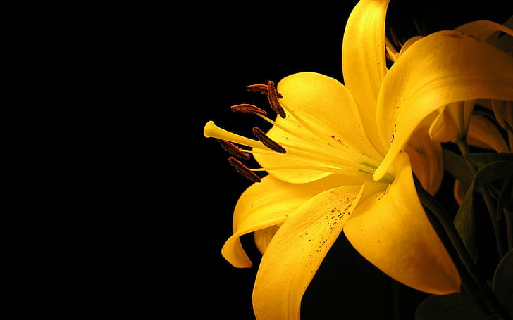 Yellow Flower, Fresh, Macro, Nature, Pollen, HD wallpaper
