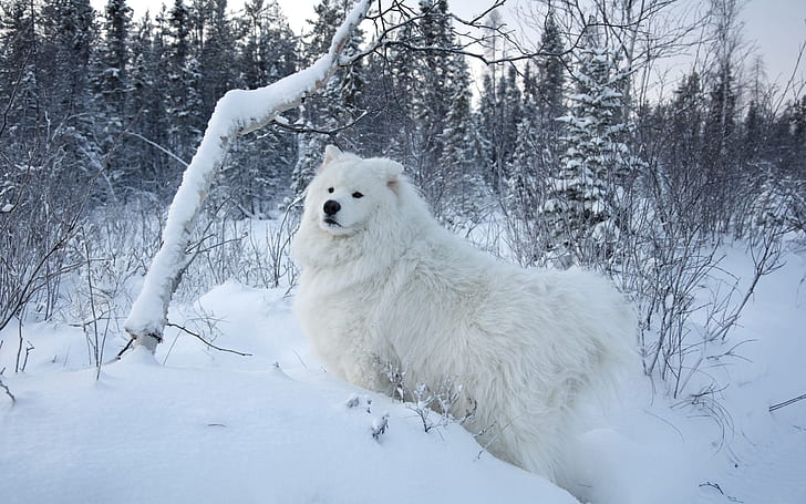 White samoyed dog, snow, trees, HD wallpaper