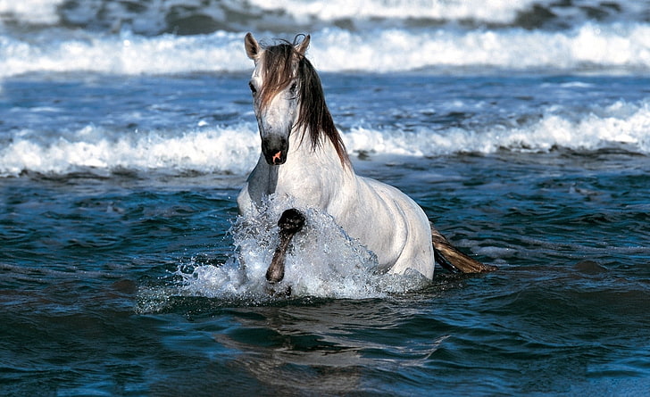 White Horse Running In Water, white and brown horse, Animals