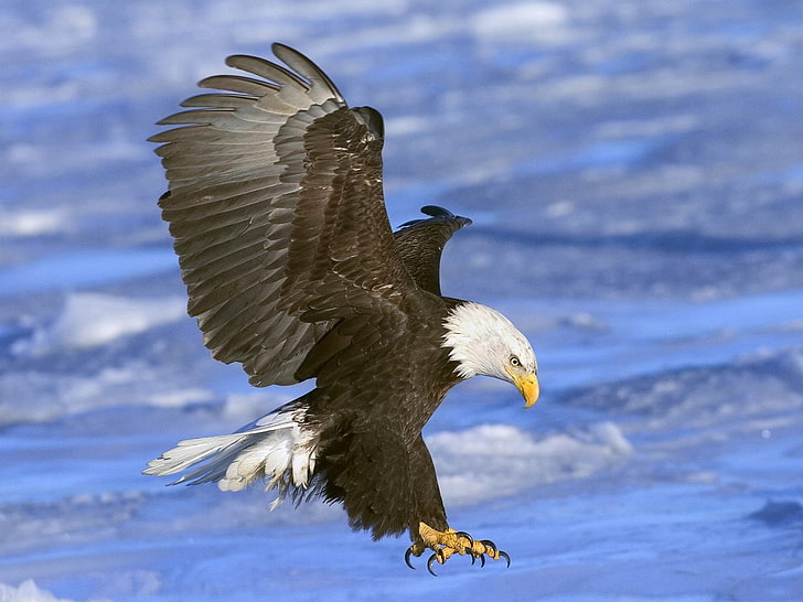 eagle, wings, sea, attack, birds, bald eagle, animal, animal wildlife, HD wallpaper
