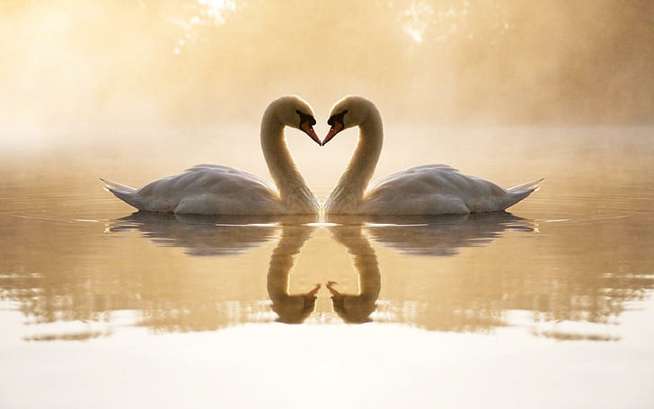 Loving Swans, couple white swan, animals and birds, HD wallpaper