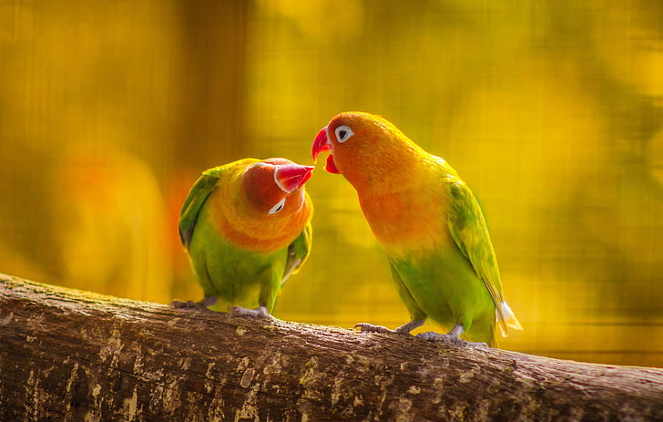 two yellow collared lovebirds, forest, leaves, nature, kiss, branch, HD wallpaper