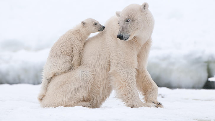 polar bear, cub, mammal, terrestrial animal, arctic, carnivoran, HD wallpaper