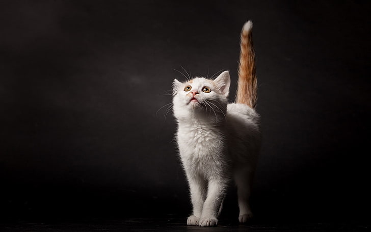 short-coated white cat, animals, simple background, looking up