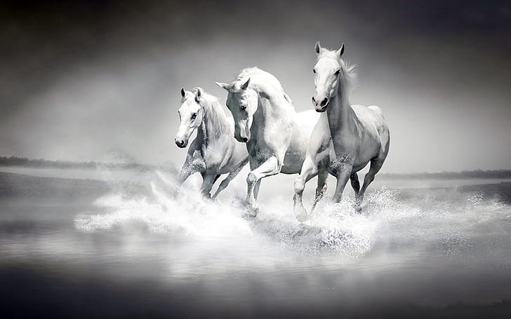 HD wallpaper: Three Beautiful White Horses Hd Desktop Wallpaper For Your Pc  | Wallpaper Flare