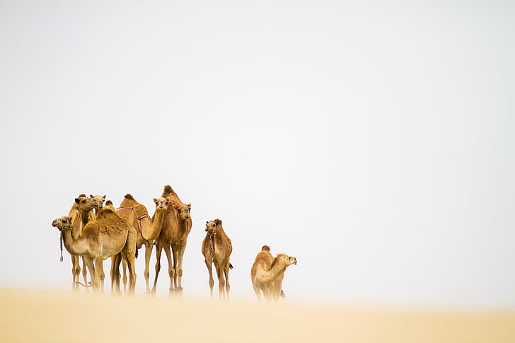 desert, camels, sandstorm, animal themes, mammal, group of animals, HD wallpaper